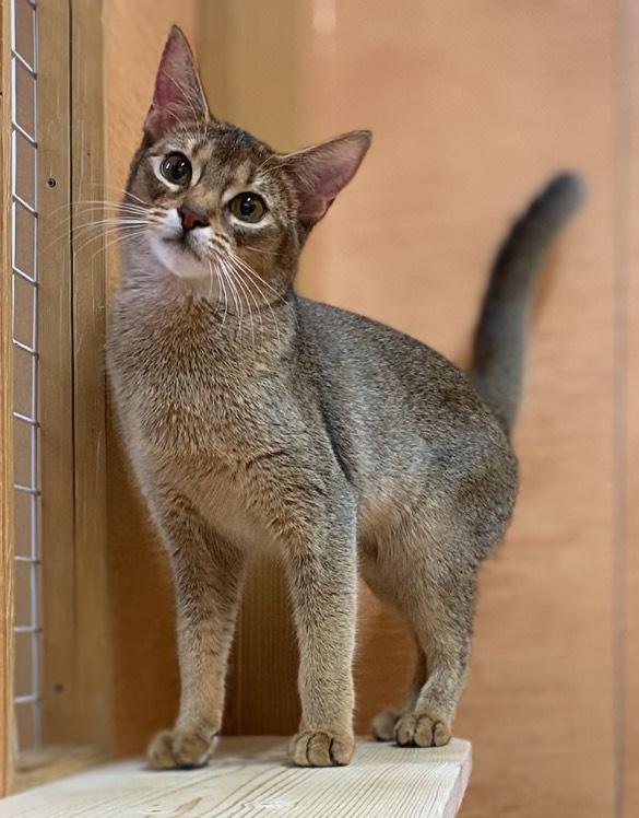 animal_image