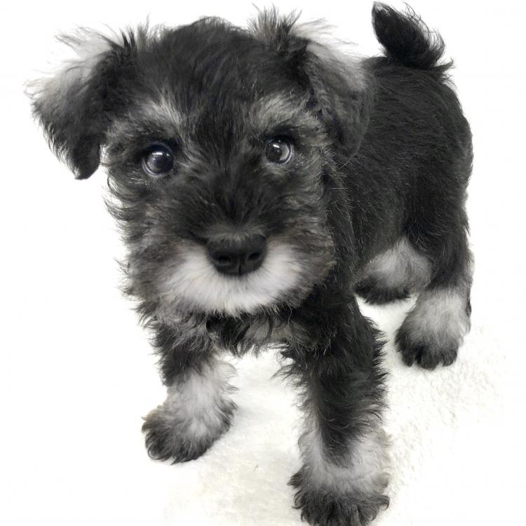 animal_image