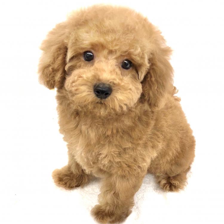 animal_image