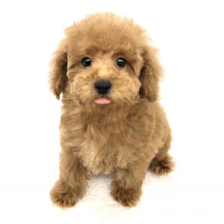 animal_image