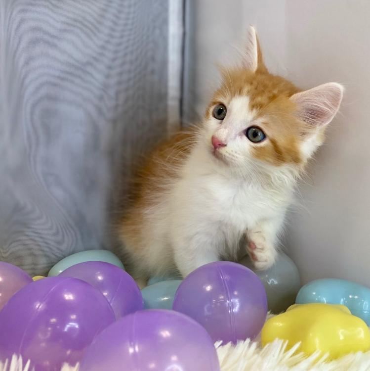 animal_image