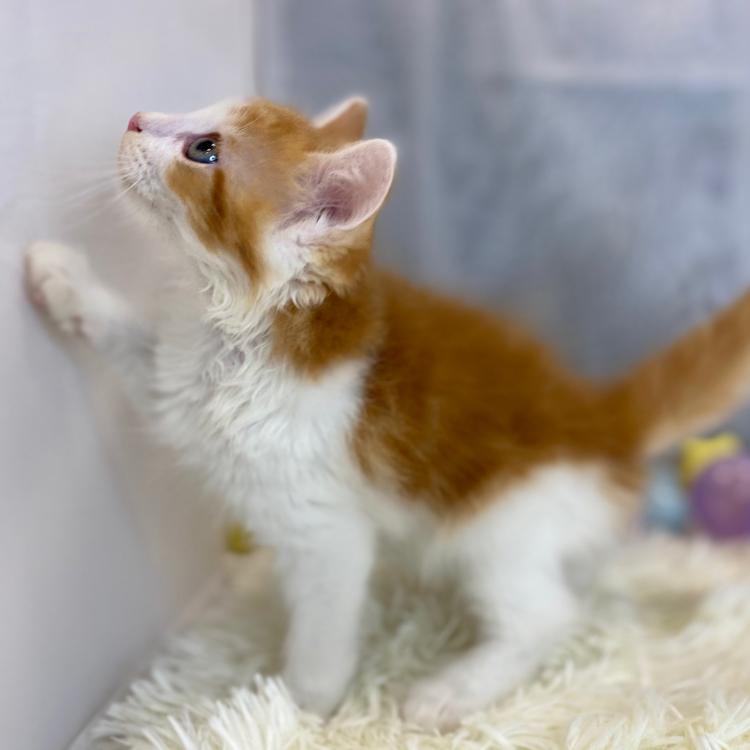 animal_image