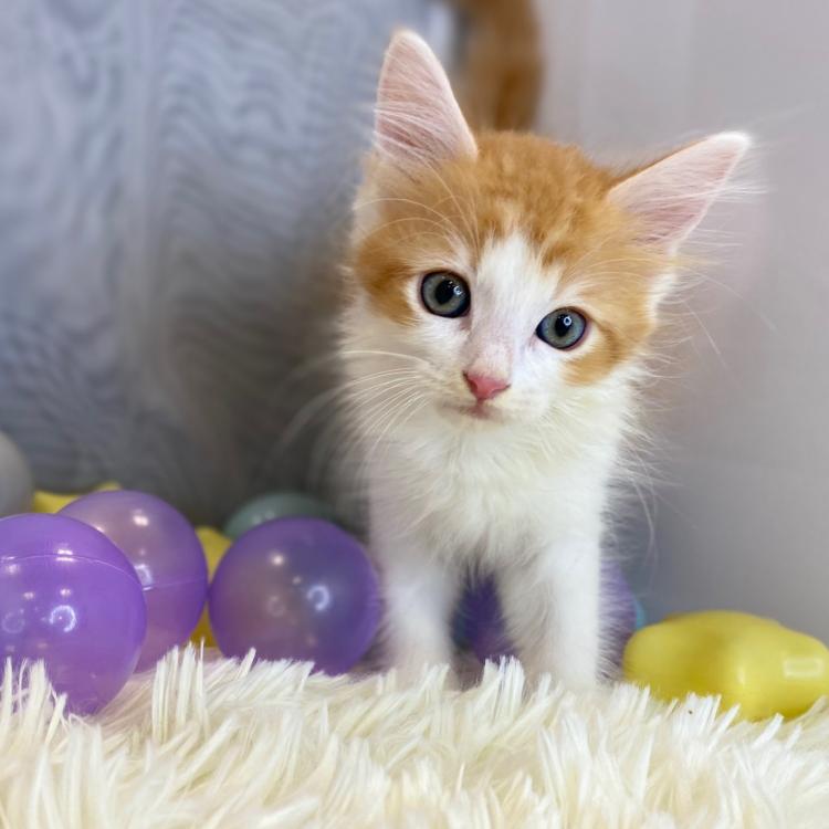 animal_image