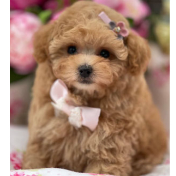 animal_image