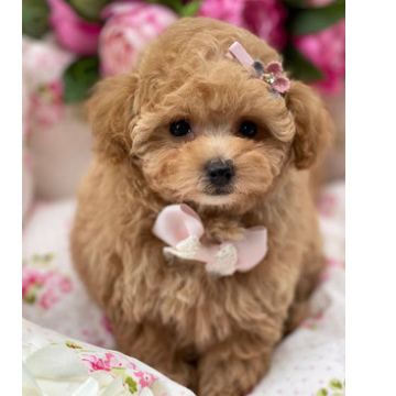 animal_image