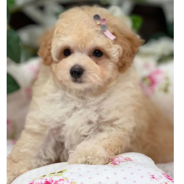 animal_image