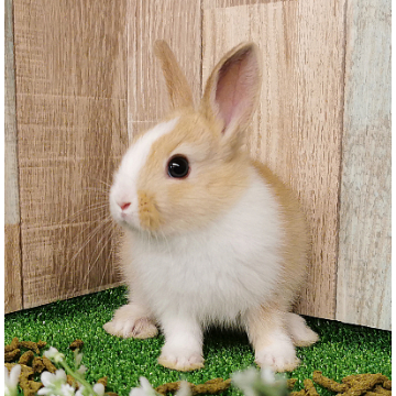 animal_image
