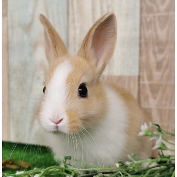 animal_image