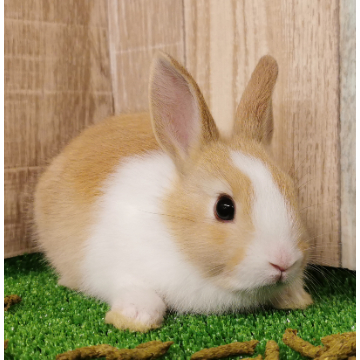 animal_image
