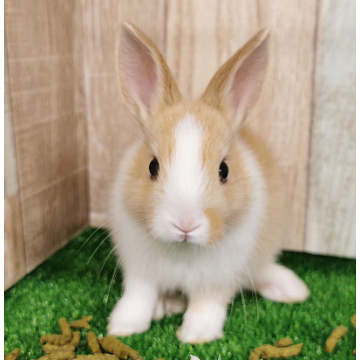 animal_image