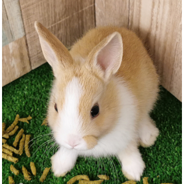 animal_image