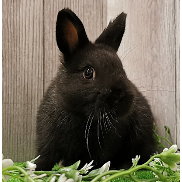 animal_image