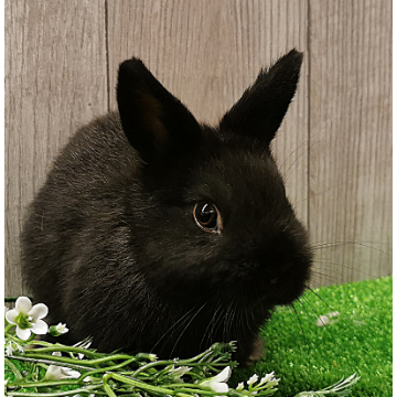 animal_image