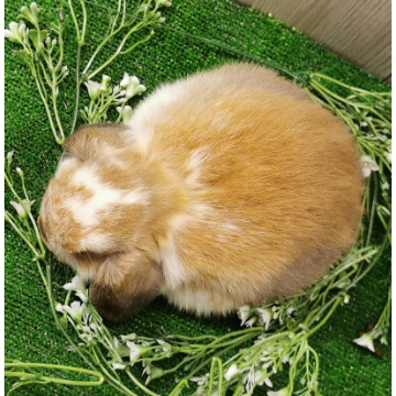 animal_image