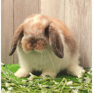 animal_image