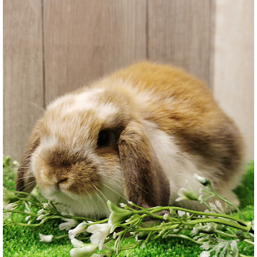 animal_image