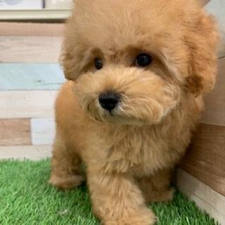 animal_image