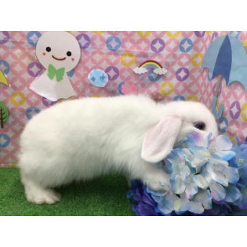animal_image