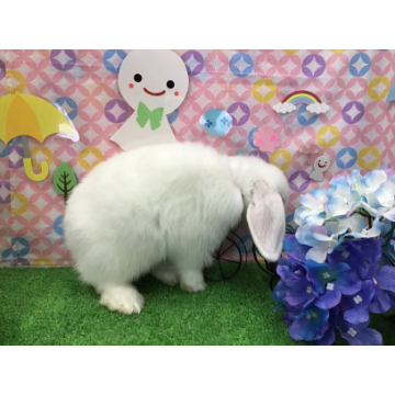 animal_image