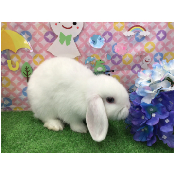 animal_image