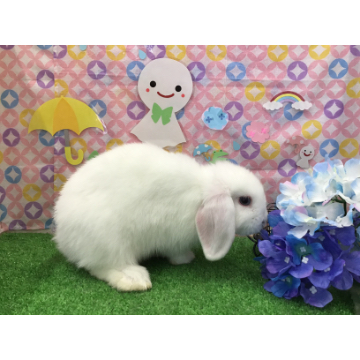 animal_image