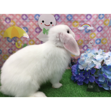animal_image