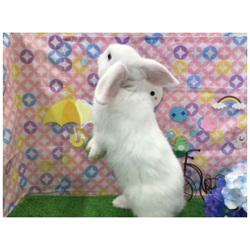 animal_image