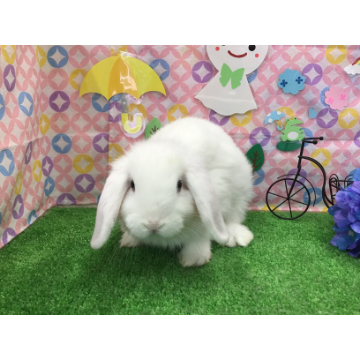 animal_image