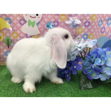 animal_image