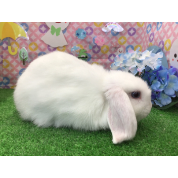 animal_image