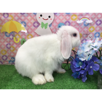 animal_image