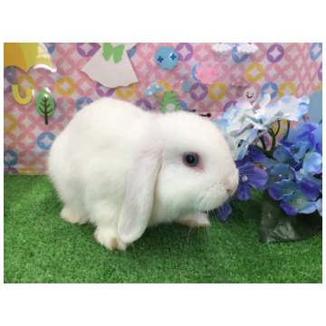 animal_image