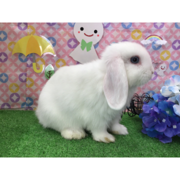 animal_image