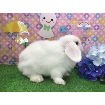 animal_image