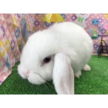 animal_image