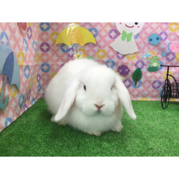animal_image