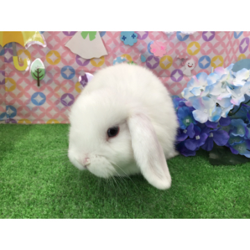 animal_image