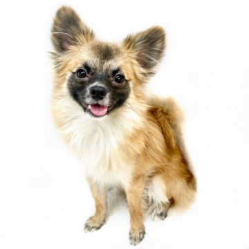 animal_image
