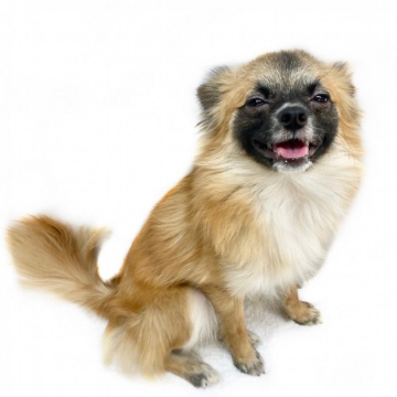 animal_image
