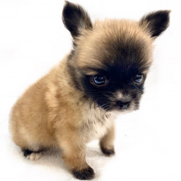 animal_image