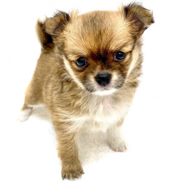 animal_image