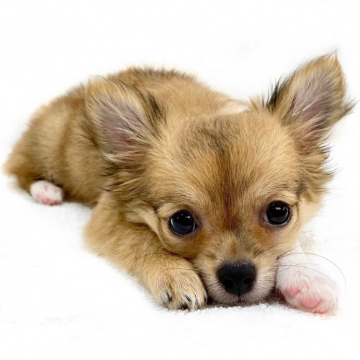 animal_image