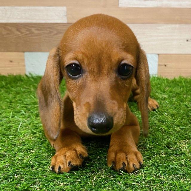 ワンニャンハウス ディオワールド 四日市店のカニンヘン ダックスフンドの詳細 ハローべいびぃ ワンニャンハウス ディオワールド 四日市店のカニンヘン ダックスフンドの詳細 ハローべいびぃ