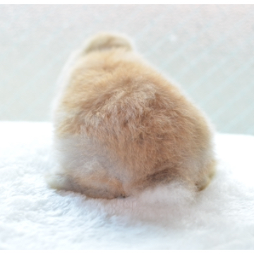 animal_image