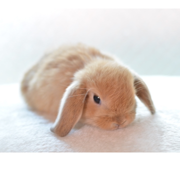 animal_image