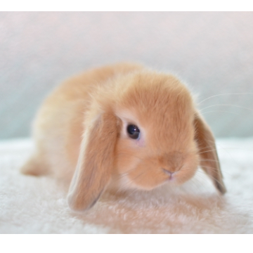 animal_image