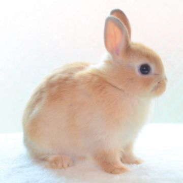 animal_image