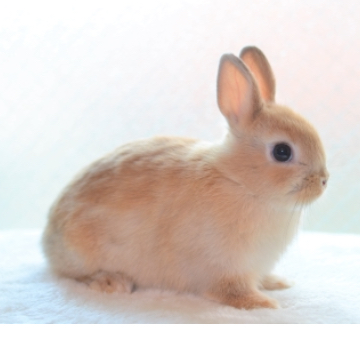 animal_image