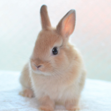 animal_image