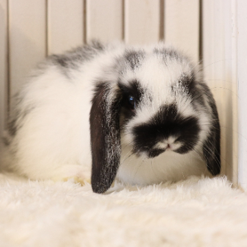 animal_image